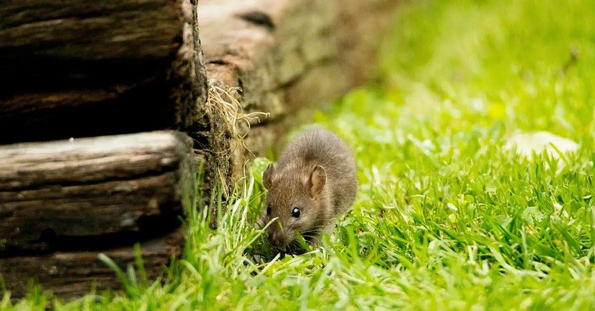 A small brown mouse on green grass beside a wooden log