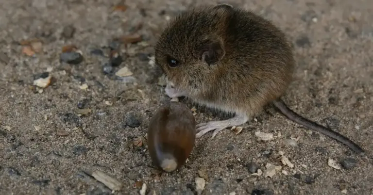 A small brown mouse on a gravel surface inspecting a brown seed-like object.