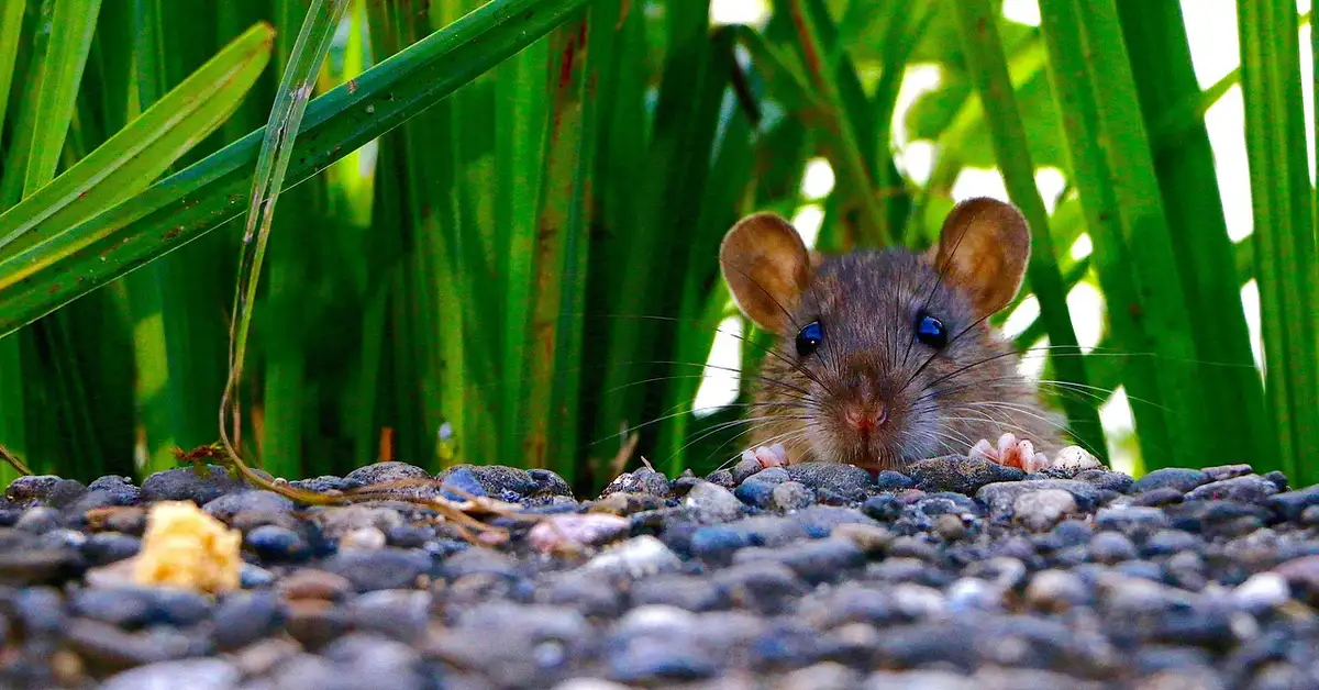 Curious mouse peering over a gravel surface with tall green plants in the background.