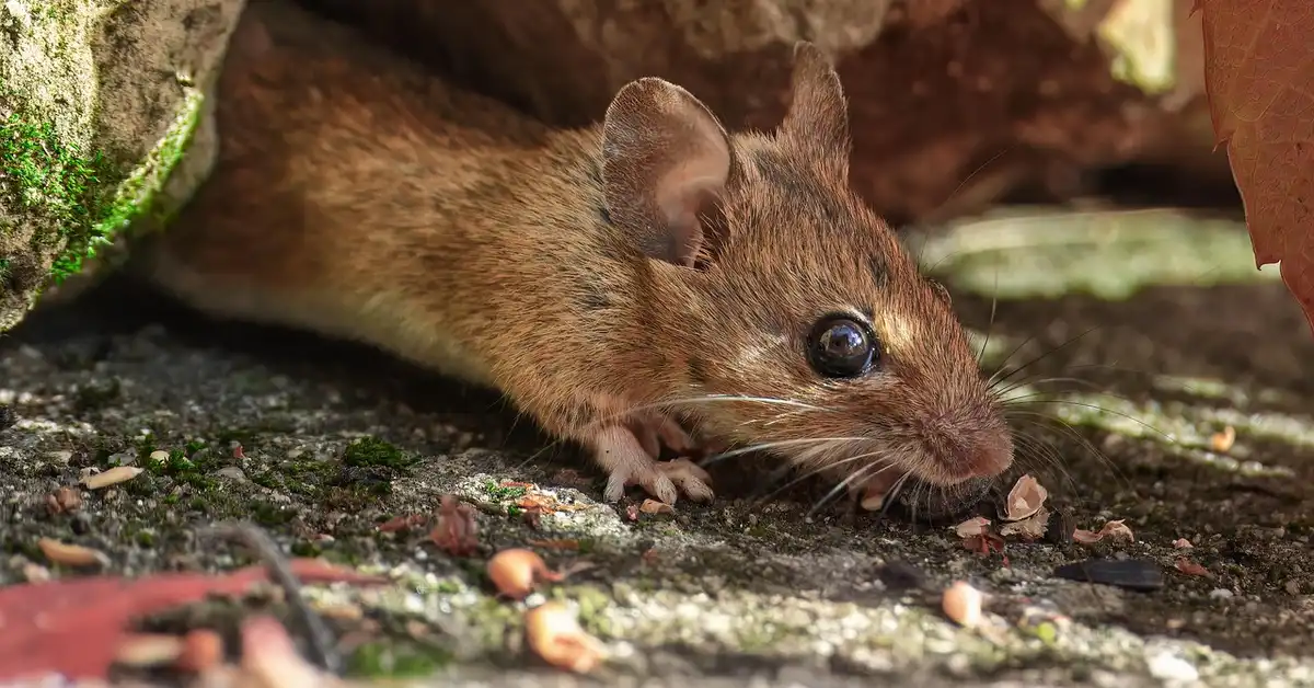 Close-up of a small brown mouse on the dirt surface beneath a rock, with moss and scattered seeds nearby