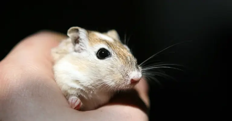 Close-up of a small pet mouse being held in a hand against a dark background.