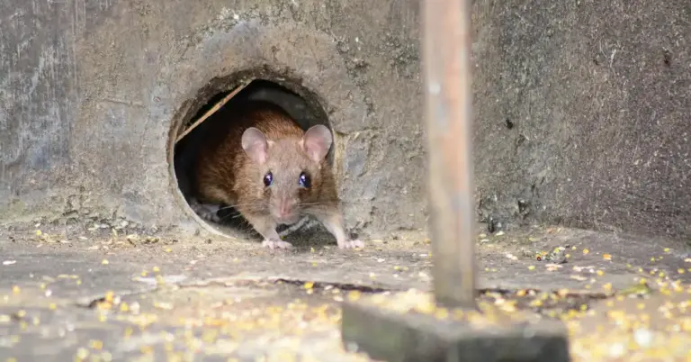 A brown mouse peeks out from a hole in a rough concrete wall, with its ears and whiskers visible.