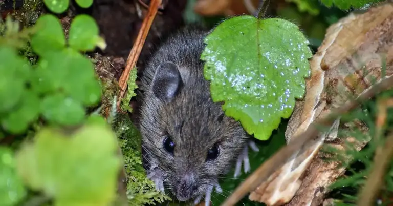 Close-up of a small mouse peering out from green leaves and moss in a garden setting.