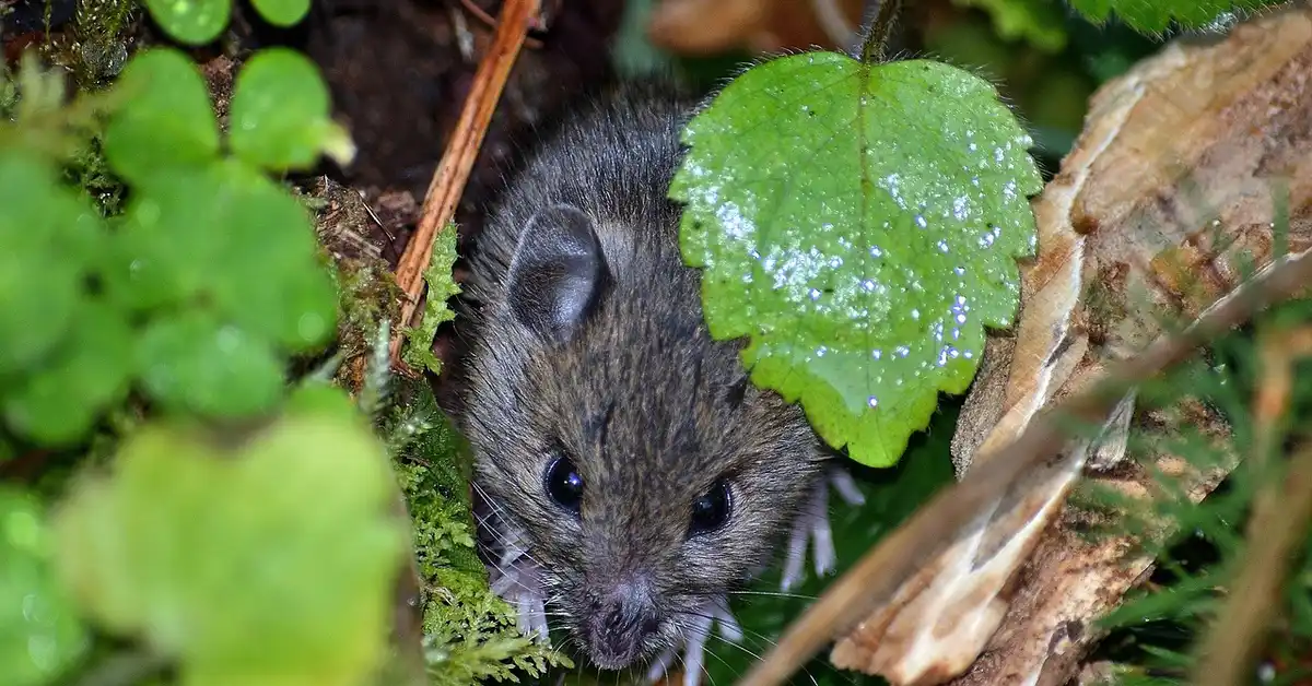 Close-up of a small mouse peering out from green leaves and moss in a garden setting.