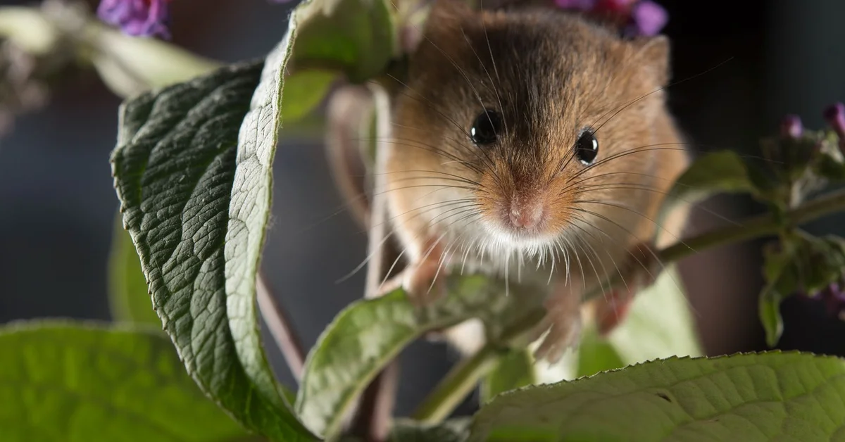 Close-up of a brown mouse with dark eyes among green leaves, looking toward the camera.