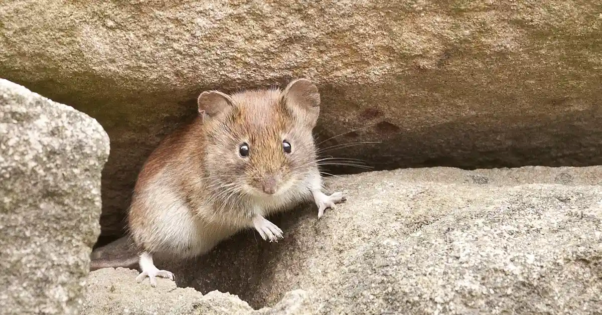 A small brown mouse peering from a crevice between rocks