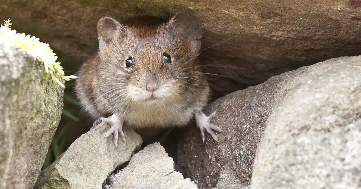 Brown mouse peering out from between rocky crevices