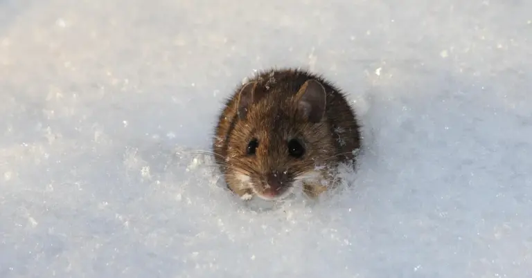 A small mouse peeking out from under the snow