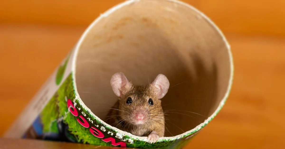 A mouse peering out from inside a cardboard tube.