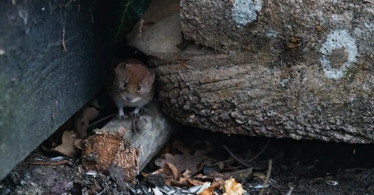 A small brown mouse peeks out from between wood and a rocky surface in a crevice.
