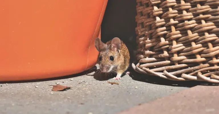 A small brown mouse peeks out from the gap between an orange planter and a woven wicker basket on a sunlit concrete floor.