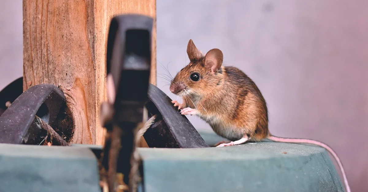 Close-up of a laboratory mouse on a maze apparatus with wooden support and curved plastic tracks in a lab setting.