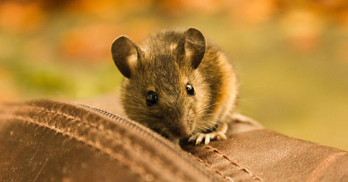 Close-up of a small brown mouse perched on a brown leather surface, looking toward the camera.