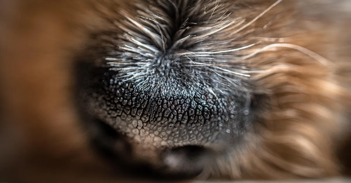 Close-up macro photograph of a mouse's nose, showing textured skin and long whiskers.