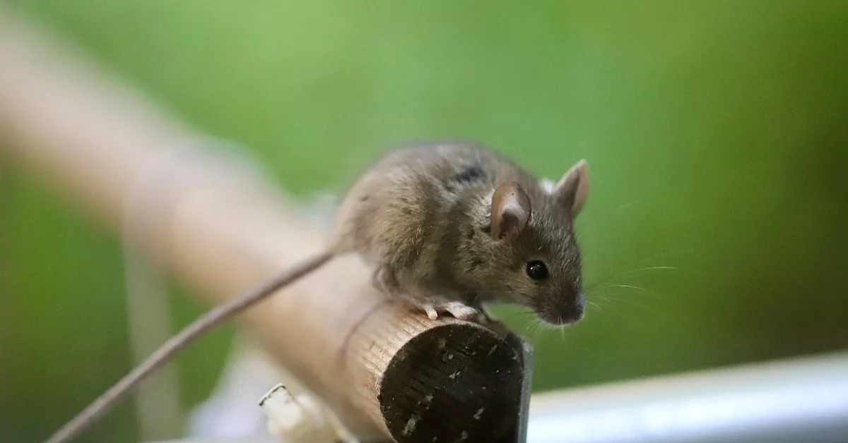 A small gray-brown mouse perched on a light wooden branch with a soft green background.