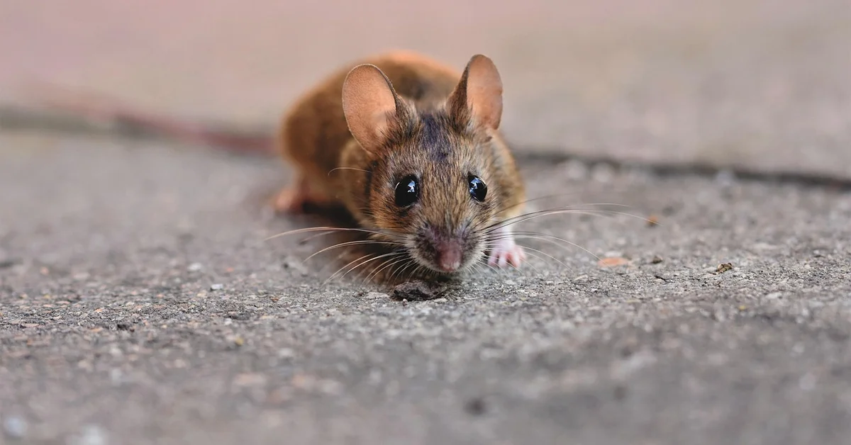 Close-up of a small brown mouse on a textured concrete floor, facing the camera.