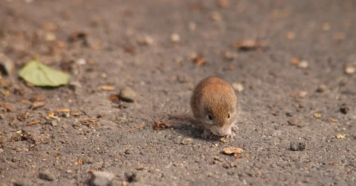 A tiny brown mouse on a dirt path, facing the camera.