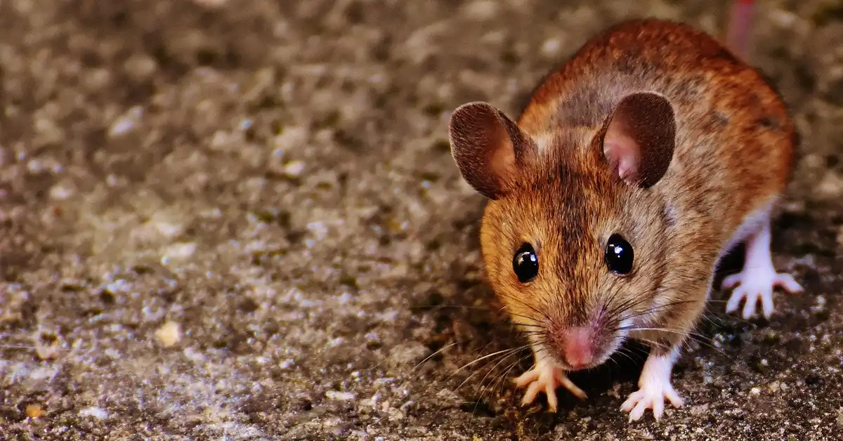 Brown agouti mouse with large ears and black eyes on a rough ground surface, facing the camera.