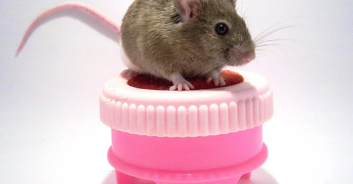 Close-up of a small gray mouse perched on a pink plastic lid against a white background.