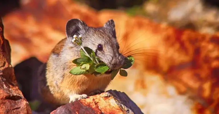 A small mouse standing on orange rocks, holding a sprig of green leaves in its mouth.