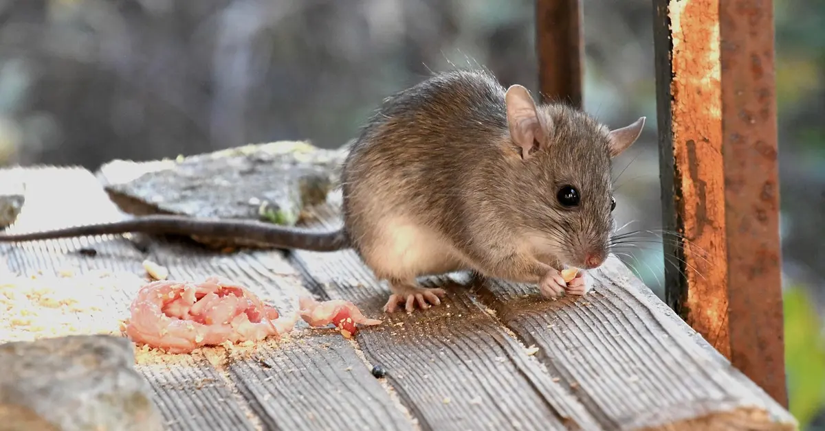 A small brown mouse nibbling on a piece of food on a weathered wooden surface.