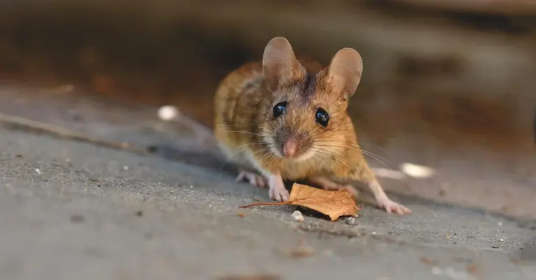 A small brown mouse on a concrete surface sniffing a dried leaf.