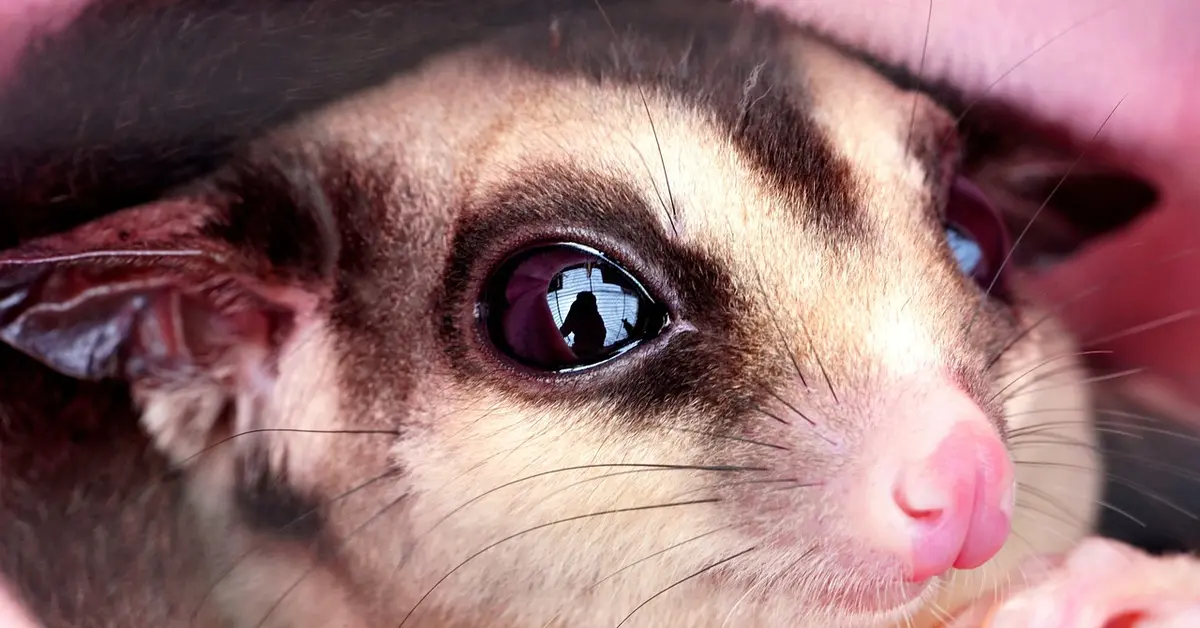 Macro close-up of a mouse's face with a pink nose and dark eye, illustrating pink-eyed dilution at the P locus