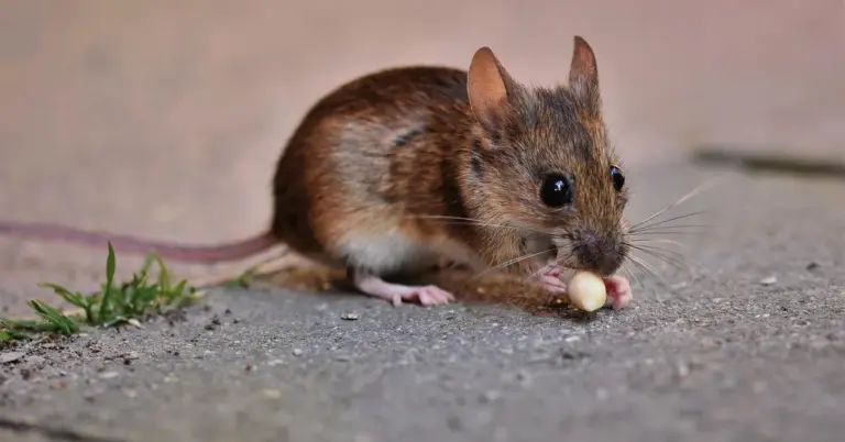 Close-up of a small brown mouse on a rough concrete surface, nibbling a small light-colored morsel.
