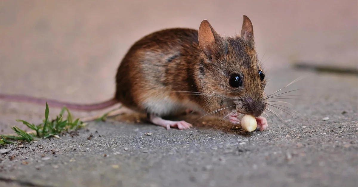 Close-up of a small brown mouse on a rough concrete surface, nibbling a small light-colored morsel.