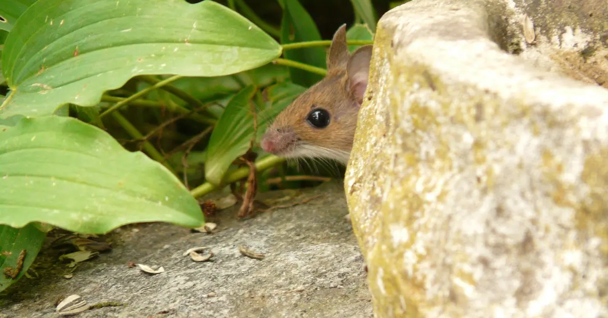 A brown mouse peeks from behind a rock among large green leaves.
