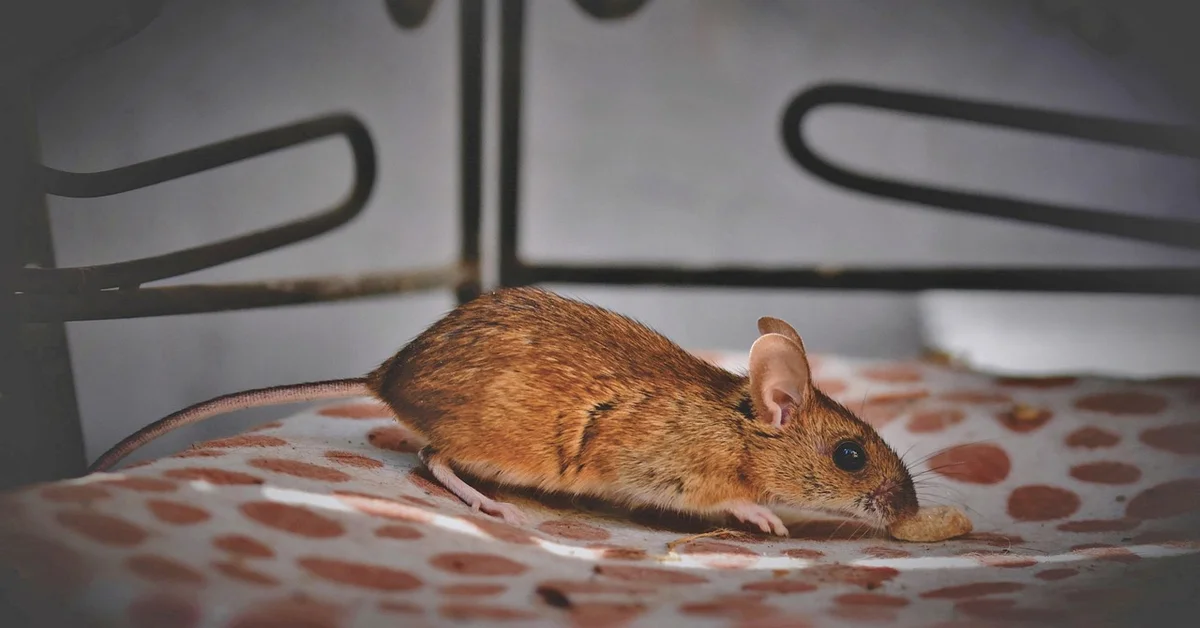 A brown mouse on a patterned blanket inside a metal cage, sniffing a small treat.