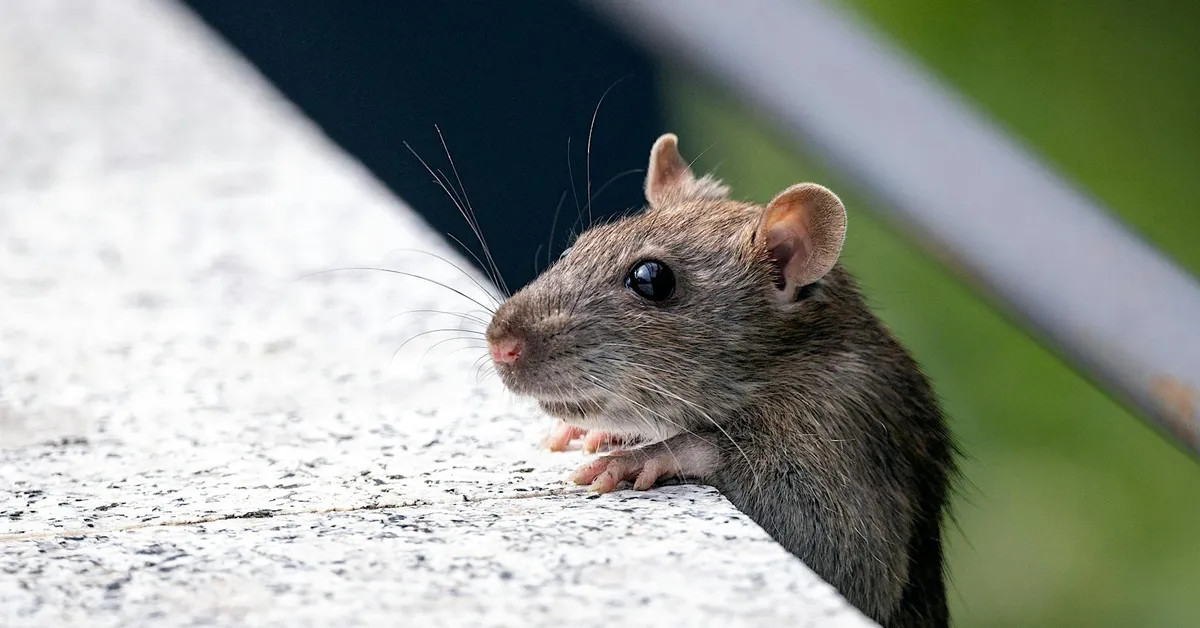 Close-up of a mouse peering over a ledge