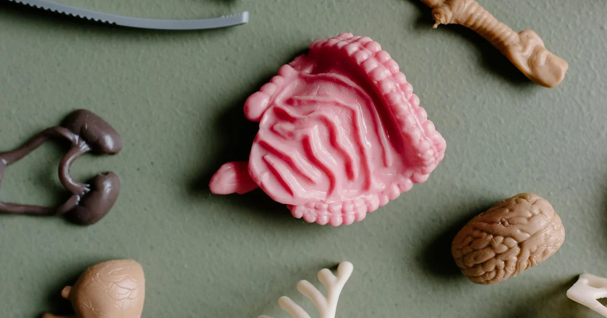 Educational display of mouse reproductive parts: a pink silicone uterus model with folds, surrounded by other small anatomical pieces on a green surface.