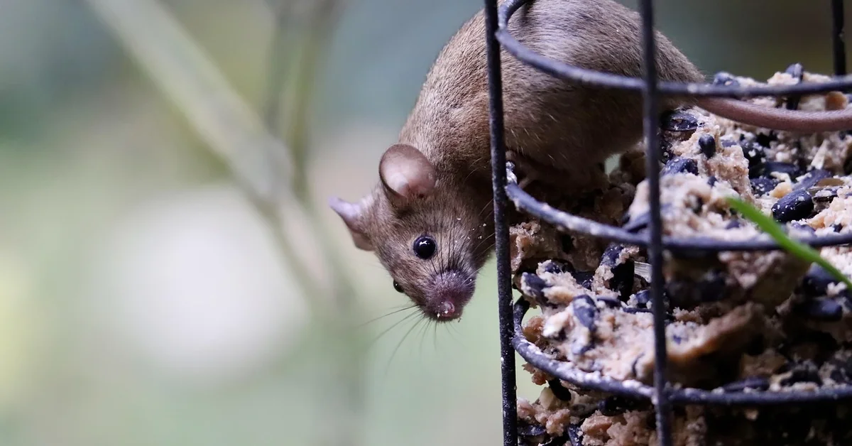 Small brown mouse clings to a metal seed feeder, gripping the bars as it contemplates a climb.