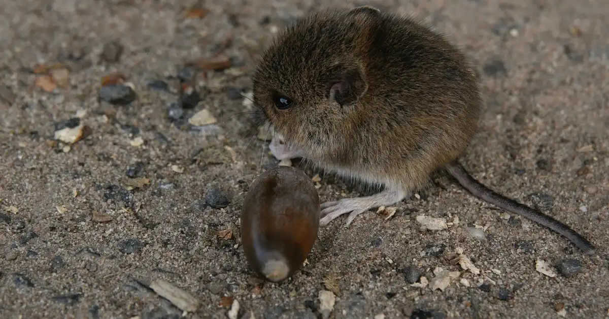 A small brown mouse on a gravelly surface inspecting a brown seed with its front paws.