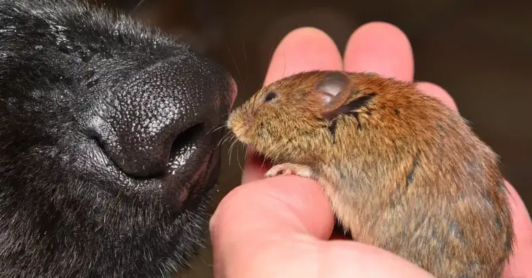 A small brown mouse is held near a large black dog's nose, highlighting olfactory interaction between species.