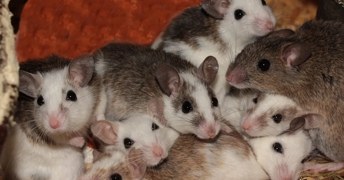 A cluster of young mice with white, gray, and brown fur snuggled together.