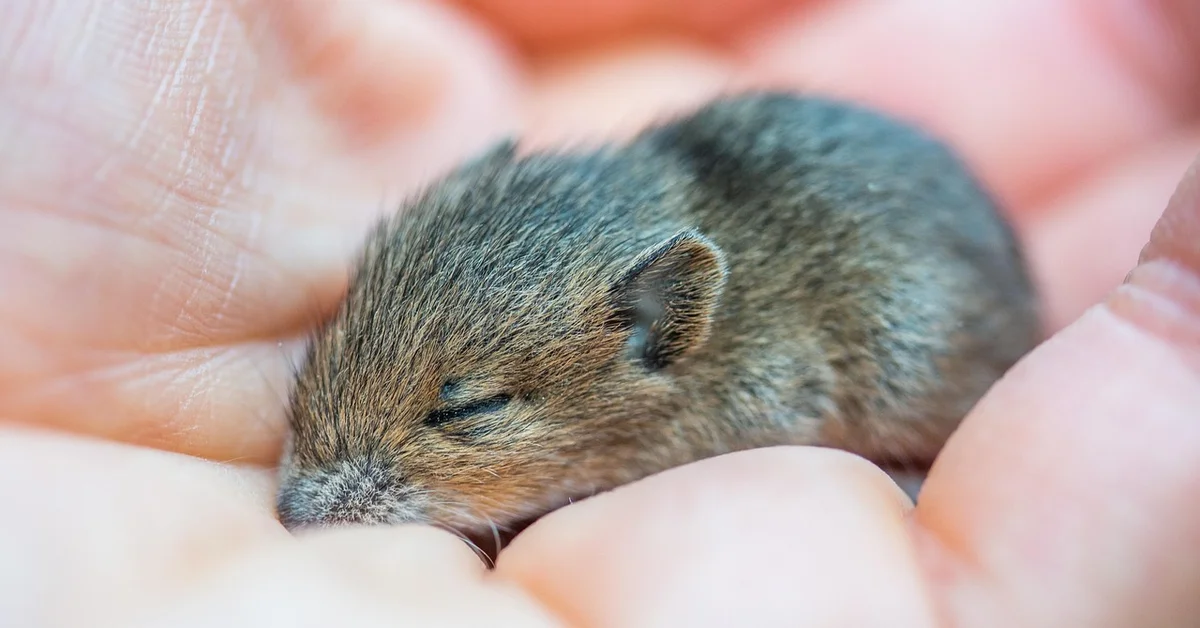 Close-up photo of a newborn mouse cradled in human hands.