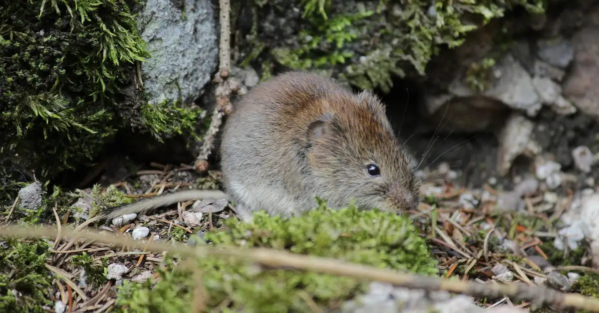 A small brown mouse with a light underbelly crouches in a mossy, rocky crevice.