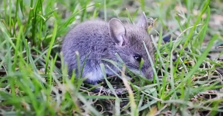 A small gray mouse crouches among green grass, its ears perked and eyes focused as it prepares to dash.