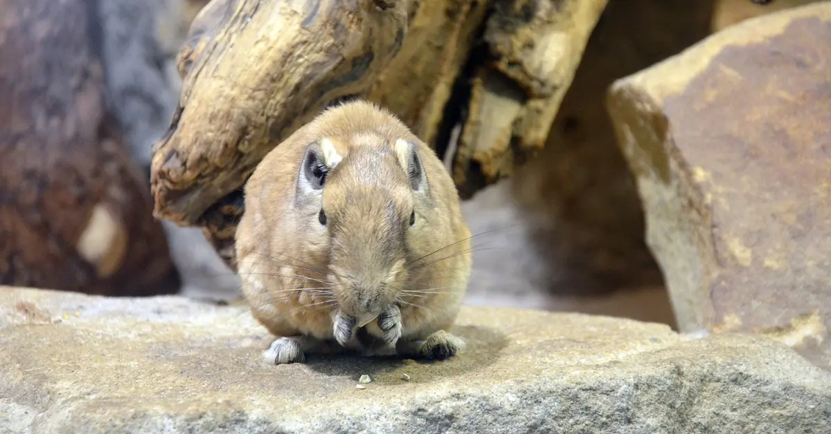 A small brown rodent sits on a flat rock inside a naturalistic enclosure, looking toward the camera.