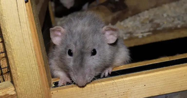 Gray pet mouse peering over a wooden frame, looking toward the camera.