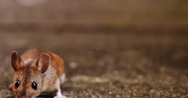 Close-up of a small brown mouse with large ears and shiny eyes on a dirt floor, looking toward the camera.