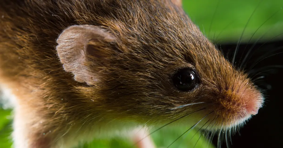 Close-up of a mouse's face, showing its whiskers and snout, illustrating tactile sensing and the importance of touch in a mouse's daily life.