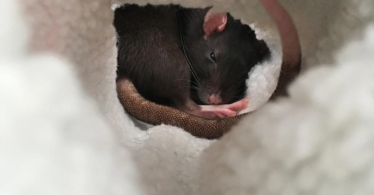 A small mouse nestled inside a soft white plush hideaway with a brown edge, peeking out from a round opening.