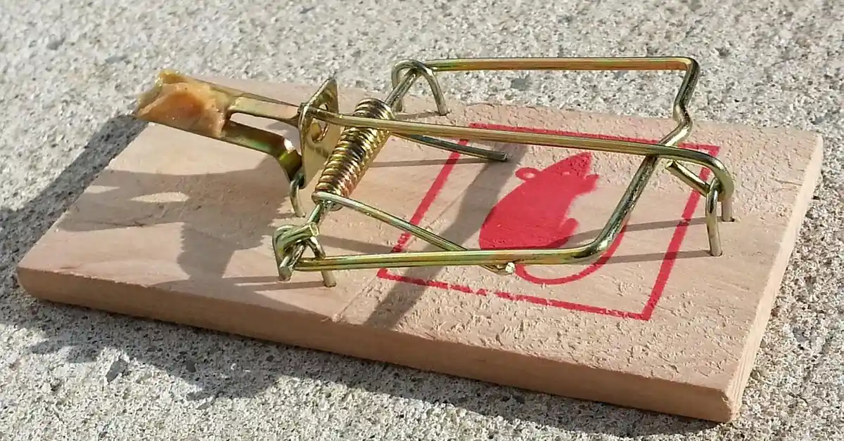 A metal snap mouse trap set on a light wooden block on a rough concrete surface, with bait visible near the trigger.