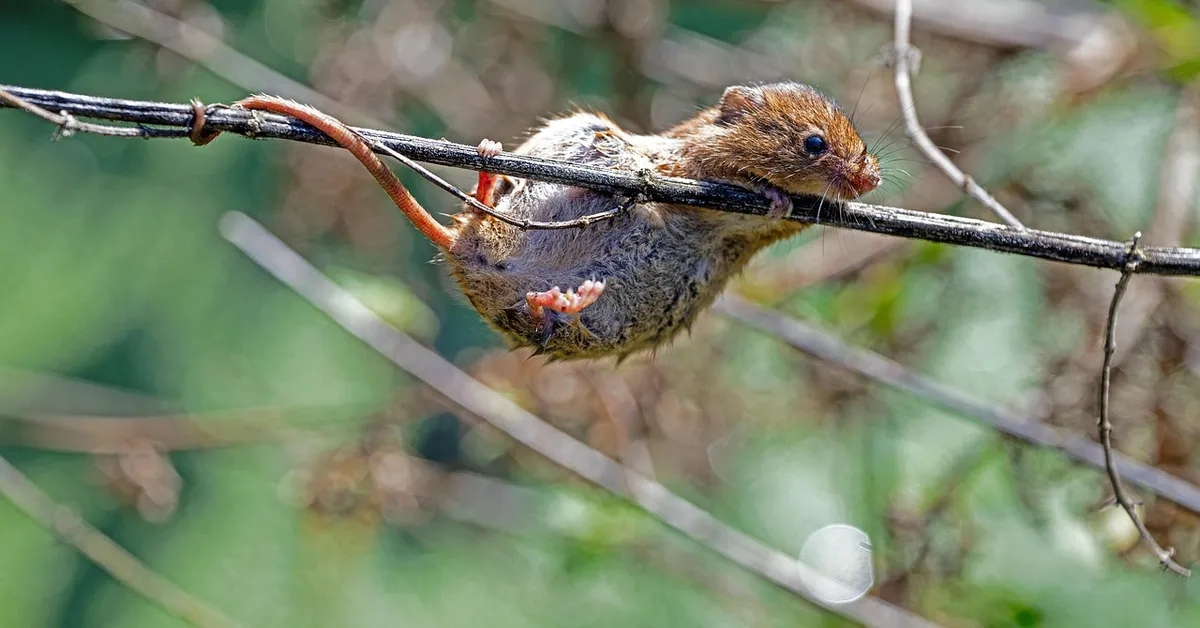 A small brown mouse clinging to a thin black wire, in a natural outdoor setting with blurred greenery in the background.