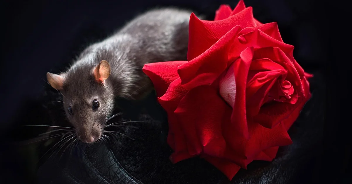 A gray mouse beside a vibrant red rose on a dark background.