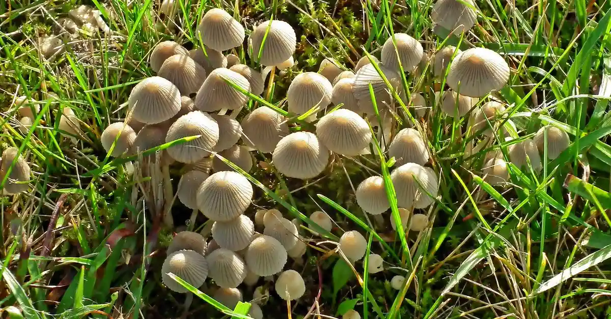 Cluster of small gray mushrooms growing among blades of grass