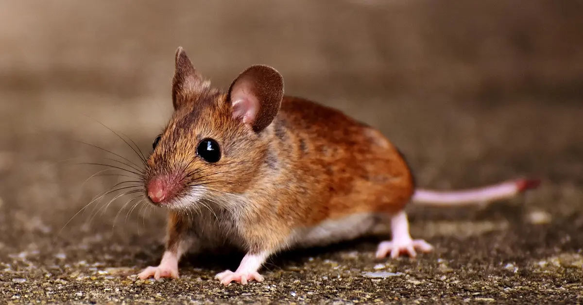 Close-up of a small brown mouse standing on a rough, wet surface